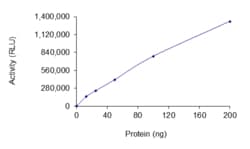 Sino Biological&nbsp;Recombinant Human RhoA Protein (Mature form, His Tag), Active